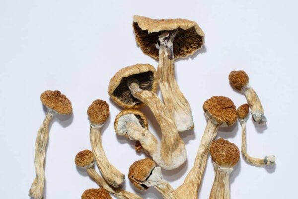Magic Mushroom Spores Golden Teacher