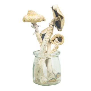 Where To Buy Hawaiian Magic Mushrooms  USA