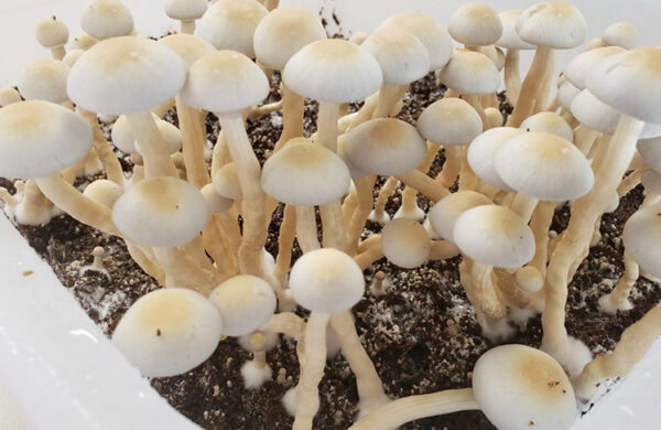 Buy Avery’s Albino Magic Mushrooms Online